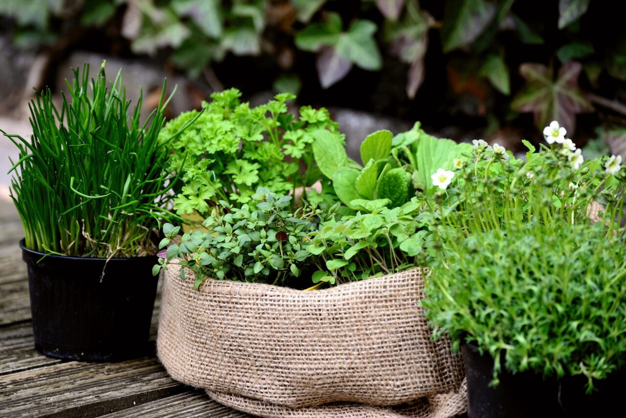 Kräuter wachsen in Blumentöpfen, im Garten oder am Balkon und sorgen in Gerichten für aromatische Würze.